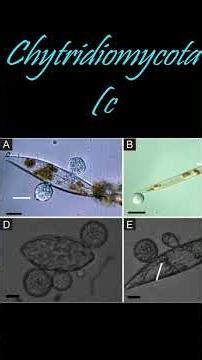 Capsule to Cyanobacteria | Concepts of Biology Ch 13 Definitions #learnwithgs