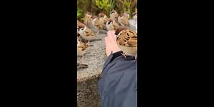 Des moineaux japonais. De toute beauté.