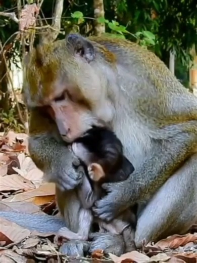 Little baby is kidnapped and mistreated by grumpy male. . . . . #monkey #babymonkey #injuredmonkey #cutemonkey #animal #wildlife #monkeybaby #monkeyworld #monkeyvideo #babymonkeys #newbornmonkey