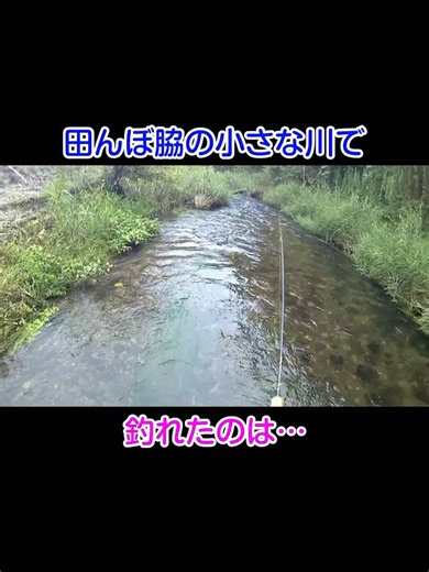 関東の小川での渓流釣り体験