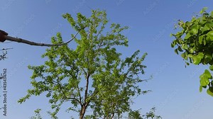 Bael fruit harvesting in bamboo stick. Aegle marmelos commonly known as bael (bili or bhel) also Bengal quince, golden apple, Japanese bitter orange, stone apple or wood apple. bleu sky background.