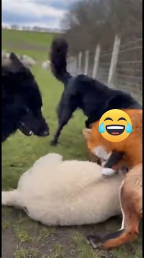 Can Two Guard Dogs Stop a Fox From Killing a Lamb?! 😱🐑🦊