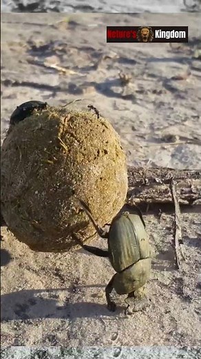 wildlife documentary | Discover the incredible world of the dung beetle.