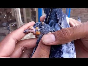 Kabooteron Ke Bache Ka Zeharbad Ka Esan Dasi ilaj | 💯 ‪@AftabJavaidPigeons‬