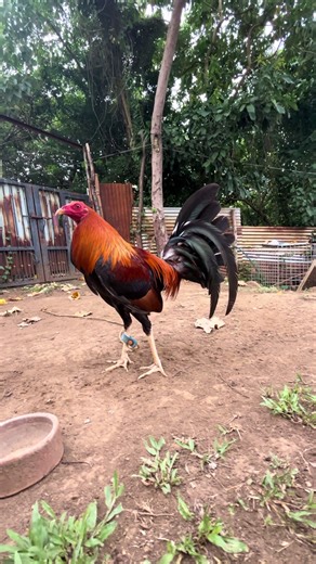 Breeder Winning Line at JCL Hatchery