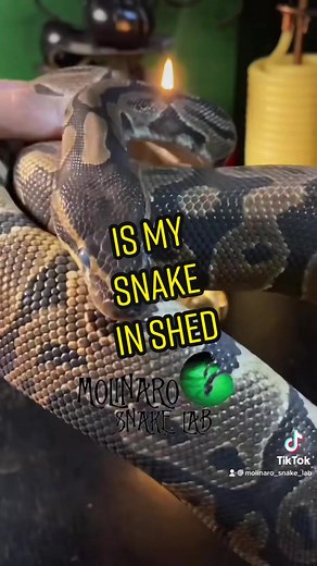 Reply to @giga.chad.drawing 🐍 Is my snake in shed? 🧪 #boostofhope #animallover #snake #boopthesnoot #exoticpets #petsnake #pets #animalfacts #animal