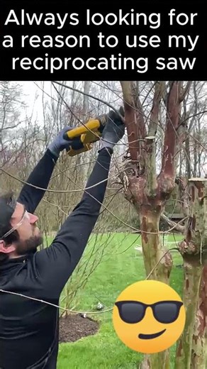 Tree Pruning with my Reciprocating Saw