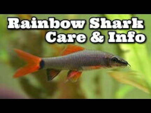 Rainbow Shark Care & Information - How to Keep Rainbow Sharks - Ruby Shark
