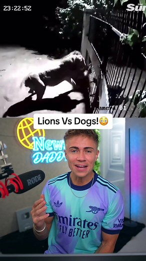 Lions vs Dogs: Epic Showdown Caught on Camera!