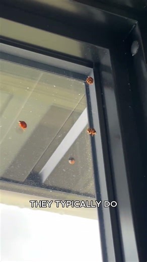 Ladybugs invading your home this spring?