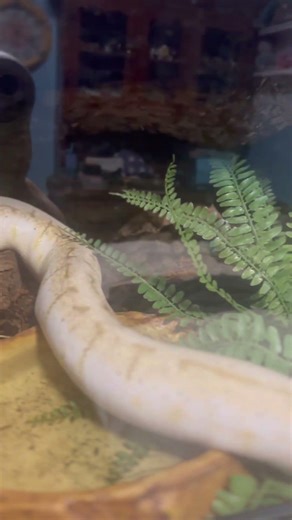 Female ball python #reptiles #snake