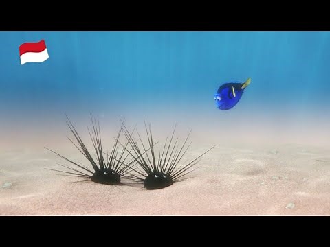 Finding dory bahasa indonesia