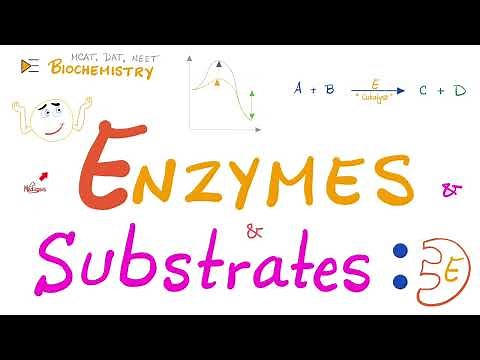 Enzyme Activity - Enzyme and Substrate - Key and Lock Theory vs. Induced Fit Model - Biochemistry 🧪