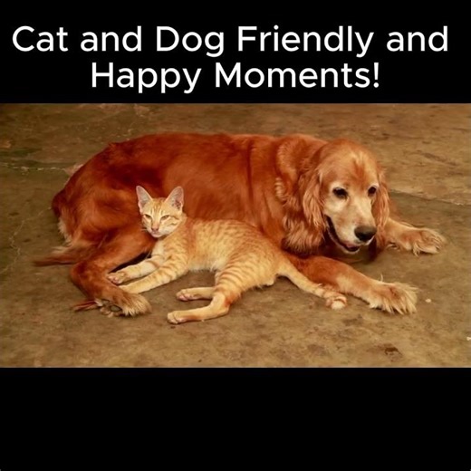 Cat and Dog Spends all DayTogether as Best Friends