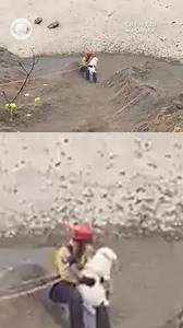 658K views · 60K reactions | A California firefighter rescued Loui, a yellow Labrador, from a ledge “25 feet down a sheer cliff face," officials said. Authorities described the rescue as a “Firefighter’s Labour-dor of love.” Loui was reunited with his owner, and officials reminded pet owners to keep dogs on a leash on the cliffs. | 48 Hours | Facebook