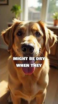 Why Your Dog's Nose is Always Wet (and Why It Matters)
