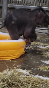 30K views · 798 reactions | Baby’s first bubble bath! 梁 Well, Tukada’s first bubble bath. Yaad preferred to stay on dry ground. Knowing how much baby elephants love water, it won’t be long before Yaad joins in the fun! #Syracusezoo #Syracuse #CNY #EleTwins #AsianElephant #ElephantTwins #BabyAnimals #Elephant #Elephantbaby | Rosamond Gifford Zoo | Facebook