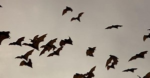 Pandemic risks increase as humans encroach on bat habitats