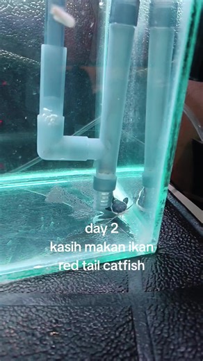 Feeding Red Tail Catfish: Tips and Tricks