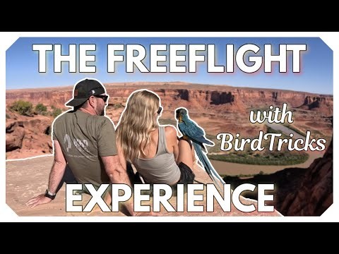 The BirdTricks Freeflight Experience | BirdTricks Unfiltered!