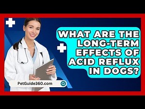 What Are The Long-term Effects Of Acid Reflux In Dogs? - PetGuide360.com