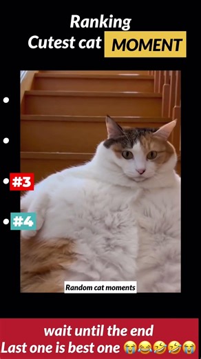 Cutest Cat Reactions Ranked 😍 (Wait for #1!)
