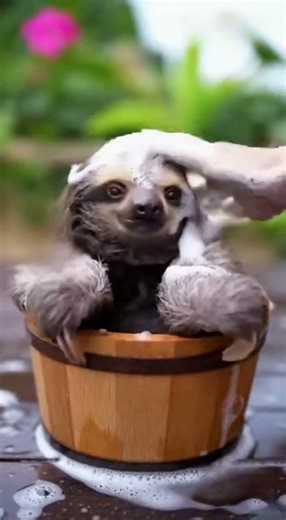 Sloth Bath Time