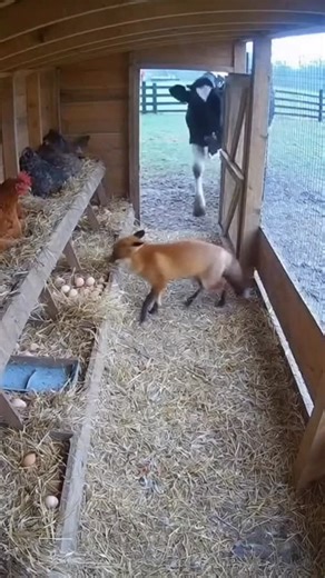 WHAT IF WILD LIFE - AI VIDEOS on Instagram: "Will This Fox Steal an Egg Before the Cow Stops It? A fox invades the chicken coop, unaware a cow is guarding the door. What unfolds next is pure barnyard chaos. キツネが鶏小屋に侵入…しかし入口には牛。次の瞬間、農場がざわつく展開に。 #FoxRaid #FarmDrama #ZorroAstuto #キツネ動画 #AnimalMystery #農場の奇跡"
