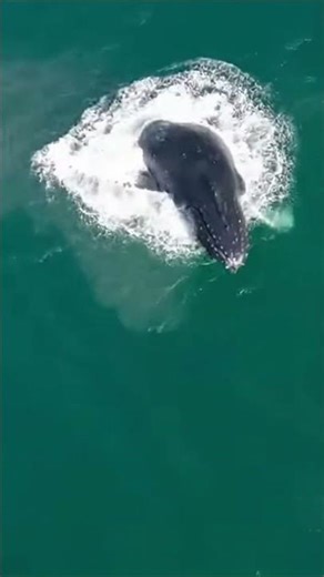 Drone Catches Massive Whale Breach From Above