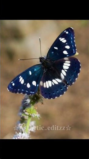 i love butterfly 🦋 l#asthetic_editz