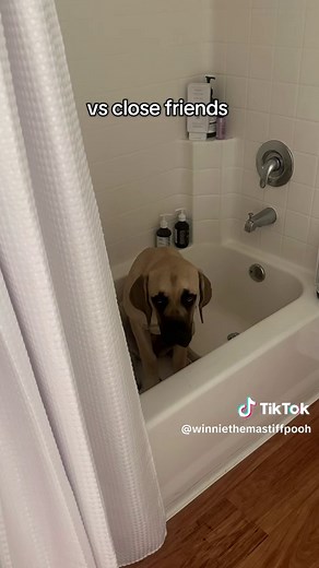 Funny Mastiff Puppy Moments That Will Make You Laugh