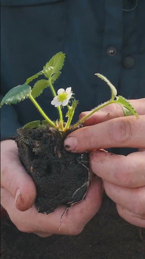 Growing strawberries in pots 🍓 | Easily harvest your own strawberries on your balcony! - Truffaut