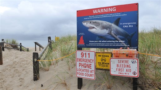 Great white sharks on way to Mass. Here's where they are pinging now