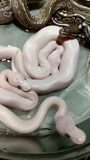 #snakehatching #snakesoftiktok #snakebreeder #snakesontheplain #ballpython #ballpythonsoftiktok #snake #happybirthday #newborn #babysnake #newpet #pet