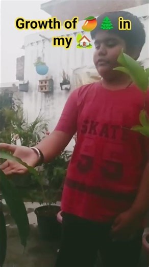 #howtogrow #mango #rooftopgarden #fruitplantation #flowering #summers #birds #naturelove #mynewvlog