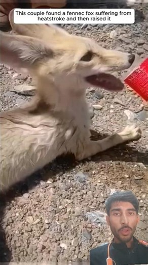This couple found a fennec fox suffering from heatstroke and then raised it#animalshorts