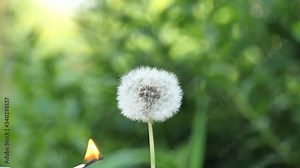 Dandelion burns during a fire. Dandelion ignites and burns slowly against the blurred green grassy background. Slow Motion video. The male hand ignites and sets fire to a dandelion from a match.