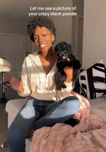 Explore the Unique Personalities of Different Color Poodles