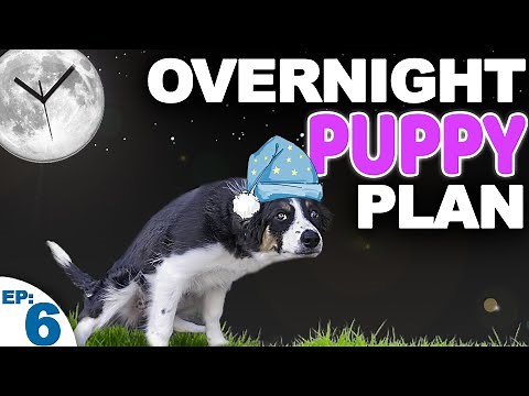 Puppy Potty Training At Night WITHOUT Setting An Alarm!