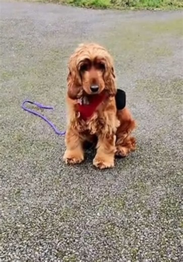 Meet Betsy🐶 This 16 month old Cocker Spaniel came into us for a session today, She was very difficult to walk on the leash and as usual we changed this. We focused a lot on slowing her mind down today as she is a big ball of energy, all she wanted to do was learn and she was a gift to train as can be seen in the clips shown. CONFIDENT OWNER CONFIDENT DOG💯 DM TO BOOK YOUR SESSION❗️ #dogtrainerdublin #DogTraining #fyp