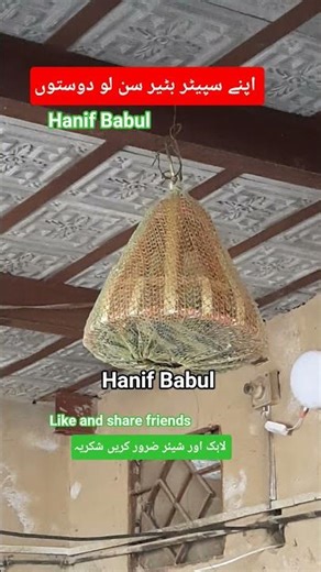 Batair ki awaaz/Quail bird sonds/бадана сойроки/صدای بلدر چین/مادی بٹیر کی آواز #shortsvideo