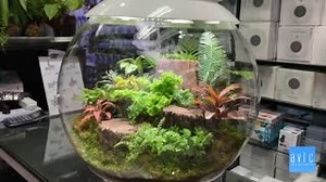 4K views · 37 reactions | The team at Aqua Viva Terra Club shared this quick guide, showing how to set up a biOrb AIR. Watch their full video here: https://bit.ly/37UYl9w | biOrb | Facebook