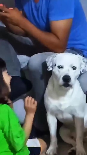 Cute Dogs & Kids Funny Moments Compilation
