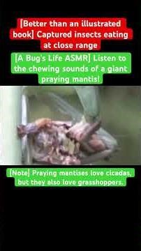 [A Bug's Life ASMR] Listen to the chewing sounds of a giant praying mantis!#insects #eating #mukbang