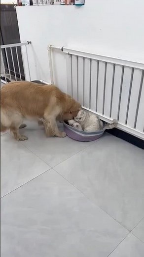 This Dog Stole the Kittens for a Sweet Reason! 🐶🐱🥹❤️