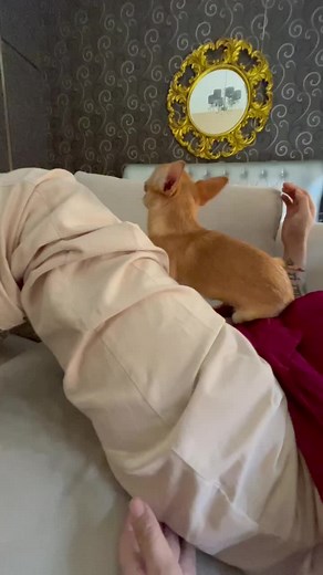 baby cindy ❤️#doglover #chihuahua #chihuahuastiktok #roykiyoshi