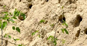 A bee-eater bird stands on the branches of a tree in the middle of its colonial nests