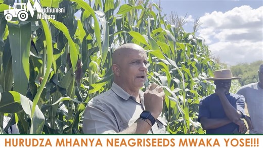 Begin with soil sampling — it tells you your soil’s pH and nutrient status. The right pH determines how well crops absorb nutrients. Once you know your results, apply the recommended fertilizers and amendments to balance your soil and unlock its full potential. | Mudhumeni Mukuru