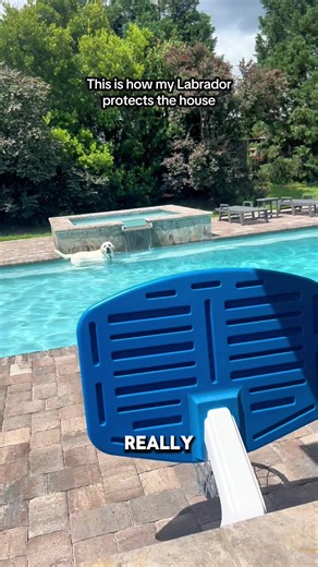 All bark. Zero exit strategy! #dogsoftiktok #dogs #funnyvideos #labrador