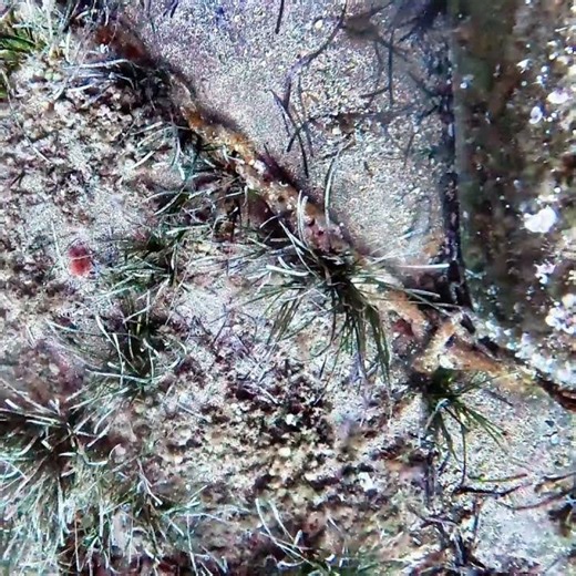 Mapping macrowaste with sonar and optical surveys